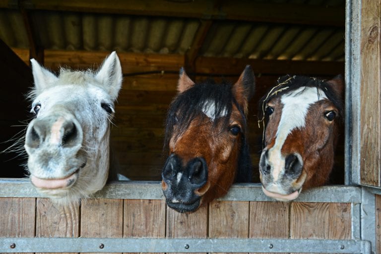 …E povero anche il cavallo