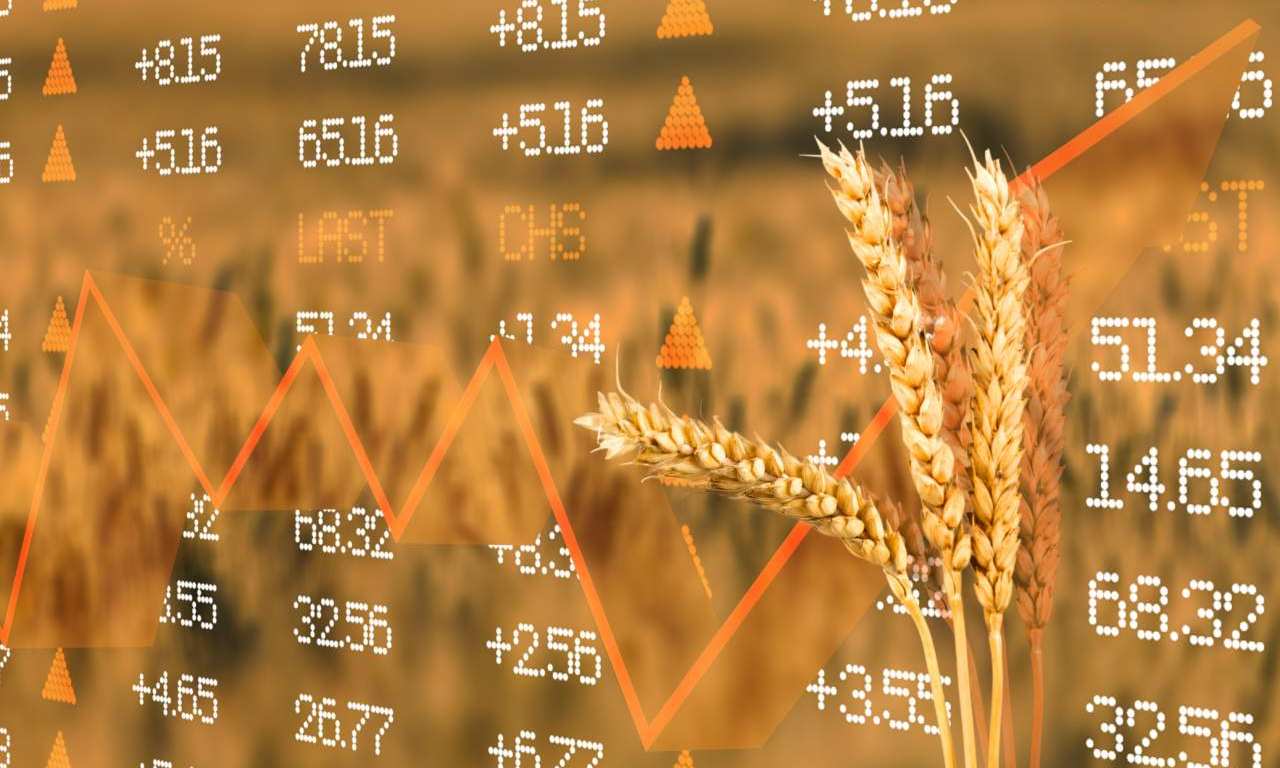 Prezzi grano, la denuncia degli agricoltori: «Crisi disastrosa sul prezzo del grano»